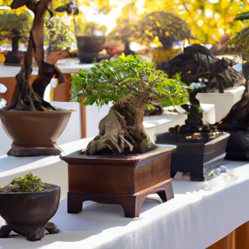 Choosing the Right Bonsai Plant for Your Home