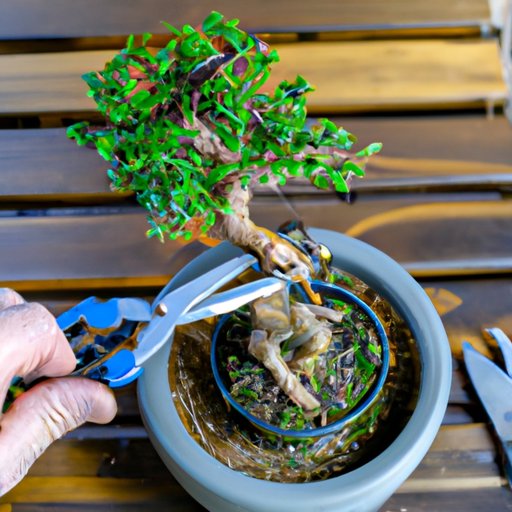 Pruning and Trimming Your Bonsai Tree