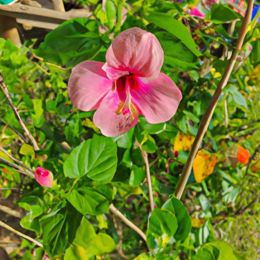 Benefits of Growing a Hibiscus at Home
