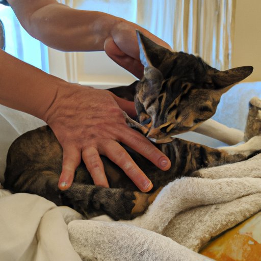 Making Sure Cats are Comfortable