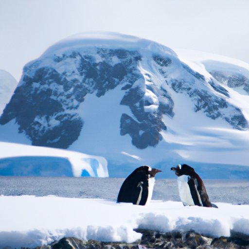 Familiarize Yourself with Antarctic Wildlife and Geography