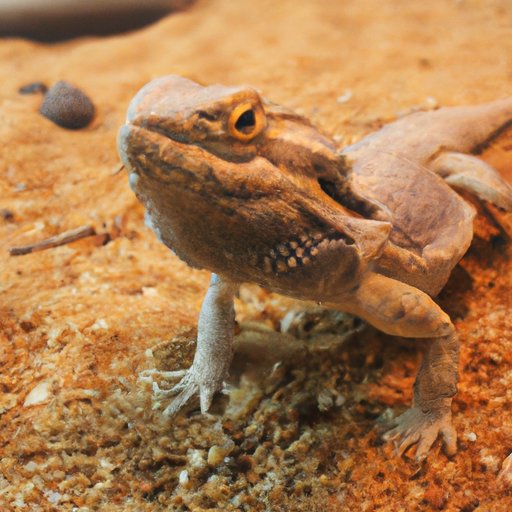 Definition of a Bearded Dragon