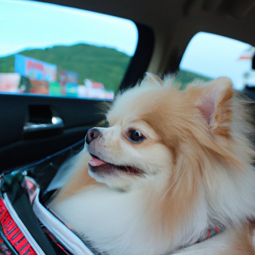 Familiarize Your Pup with the Travel Environment