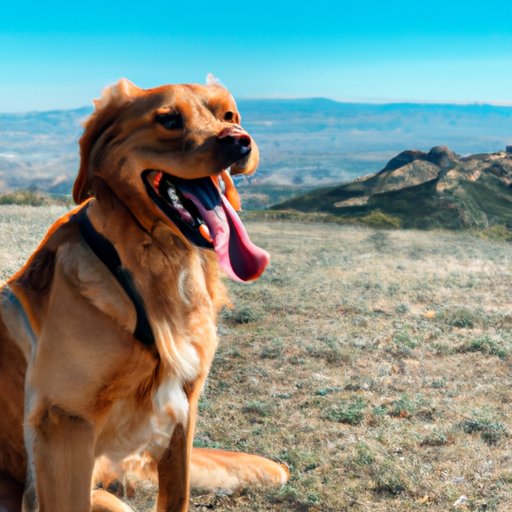 Benefits of Traveling with Your Dog