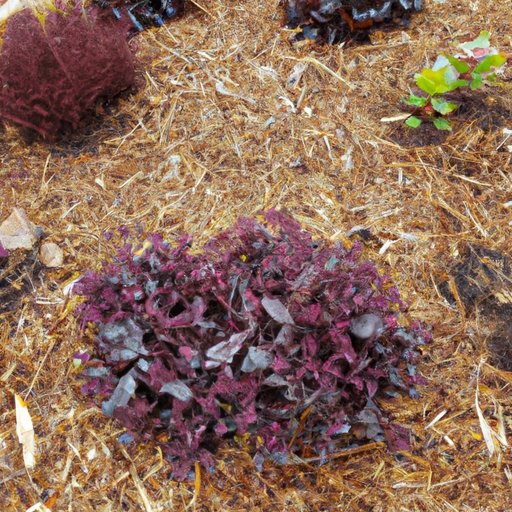 Group Plants Together and Utilize Mulch