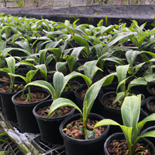 Group Plants Together for Maximum Moisture Retention