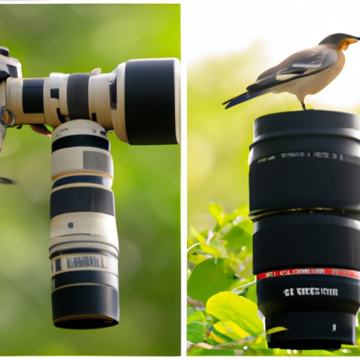 A Guide to Choosing the Right 300mm Lens for Bird Photography