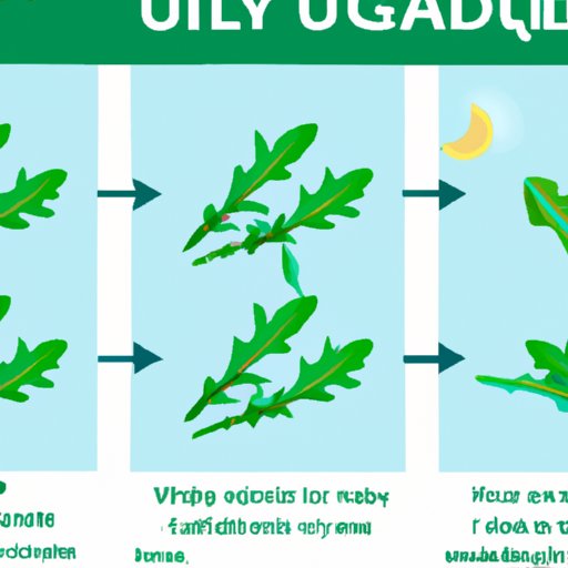 A Comprehensive Guide to Eating Arugula for Optimal Health