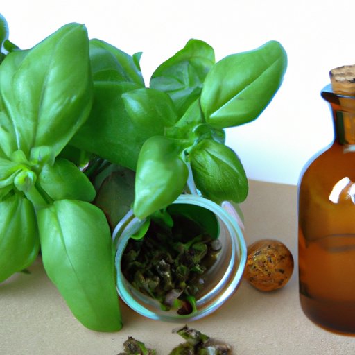 Exploring the Medicinal Properties of Basil