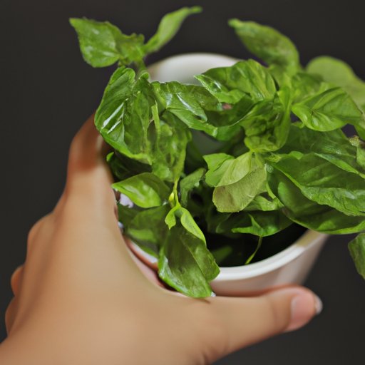 How Eating Basil Can Help Improve Your Health