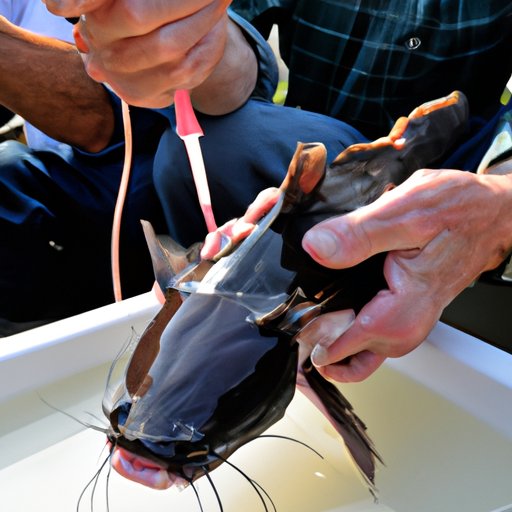 Examining the Nutritional Benefits of Catfish