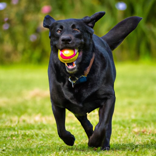 Exploring the Benefits of Exercise for Dogs with Enlarged Hearts