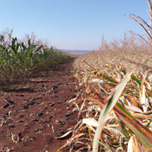 Exploring Different Roles in the Field