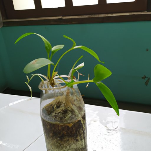 Exploring the Growth Potential of Pela