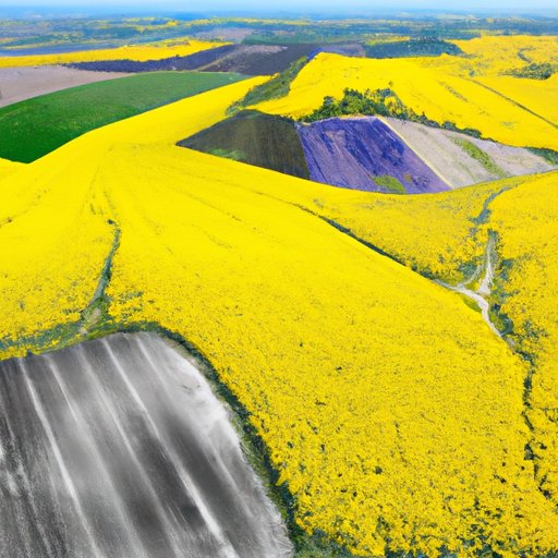 Environmental Impact of Rapeseed Oil Production