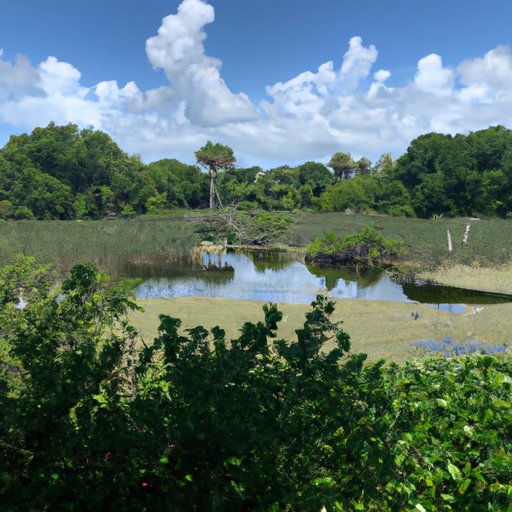 Exploring Nature in Sarasota: Where to Go and What to See