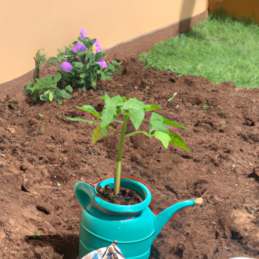 Growing Your Own Para Que Sirve La Tripa de Auyama