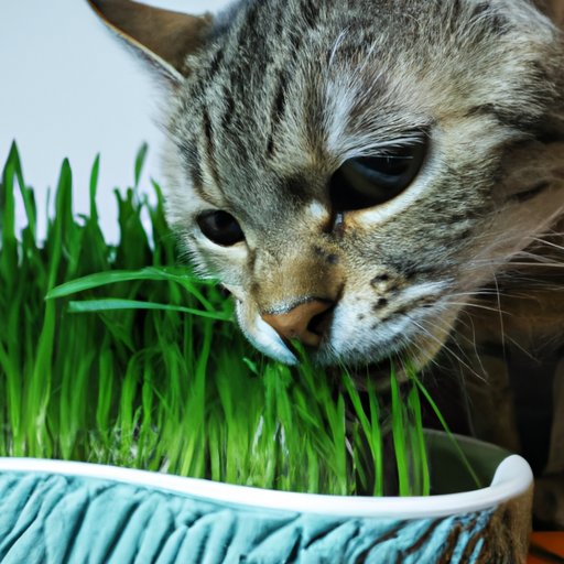Exploring the Benefits of Grass for Cats