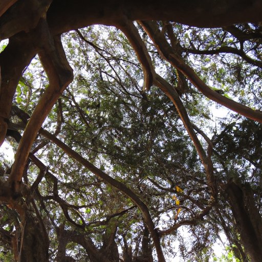 Exploring the Branches of Science and How They Interconnect