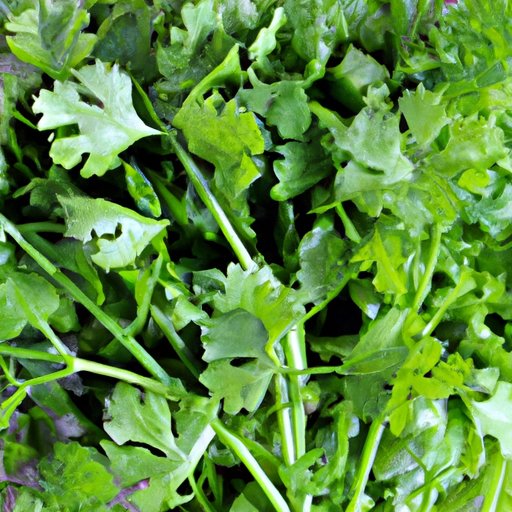 The Role of Cilantro in Fighting Inflammation