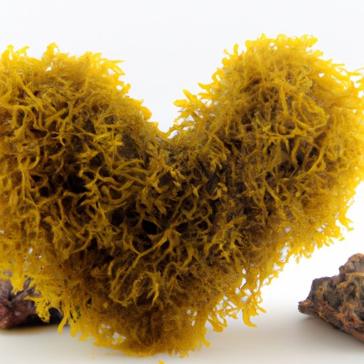 Health Benefits of Sea Moss for the Heart and Digestive System