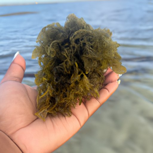 Exploring Health Benefits of Sea Moss
