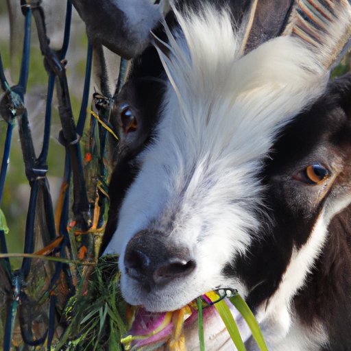 Creating a Healthy Diet for Your Goats