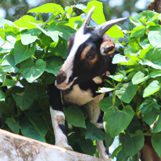 Goats and Poisonous Plants: What You Need to Know