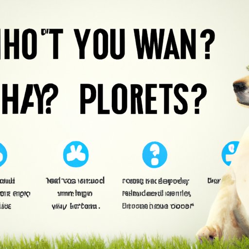 Common Questions About Healthy Paws Pet Insurance Answered