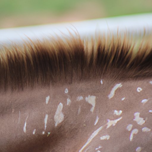 An Overview of How to Choose the Best Follicle Size for AI Mare Breeding