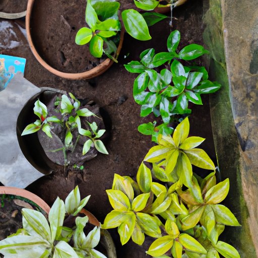 Plant Combinations for Beginner Gardeners