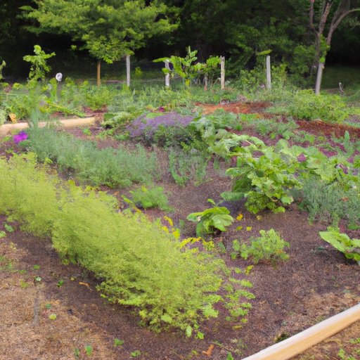 Maximizing Space in Your Garden with Companion Planting