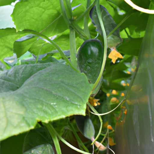 What Grows Well with Cucumbers? Exploring the Benefits of Companion