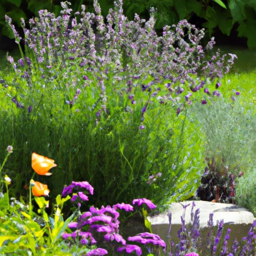 Enhance Your Landscape with Lavender and Other Complementary Plants
