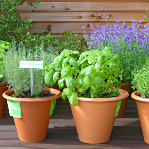 Container Gardening with Herbs: The Best Herb Combinations for Small Spaces