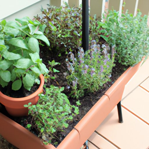 Growing Herbs in Containers A Comprehensive Guide to Companion Planting The Enlightened Mindset