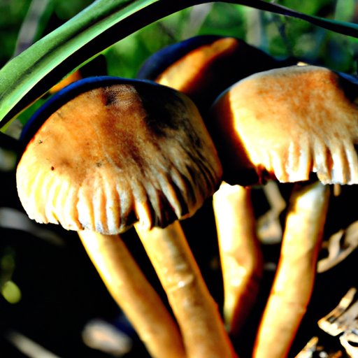 The Benefits and Risks of Taking Mushrooms for Spiritual and Therapeutic Purposes