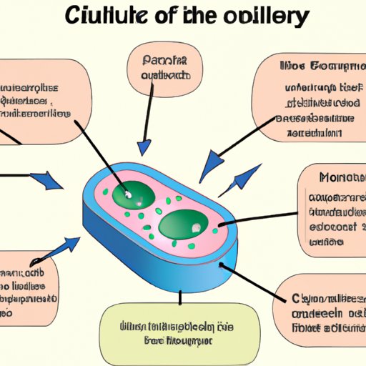A Guide to Cellular Science: How Cells Function