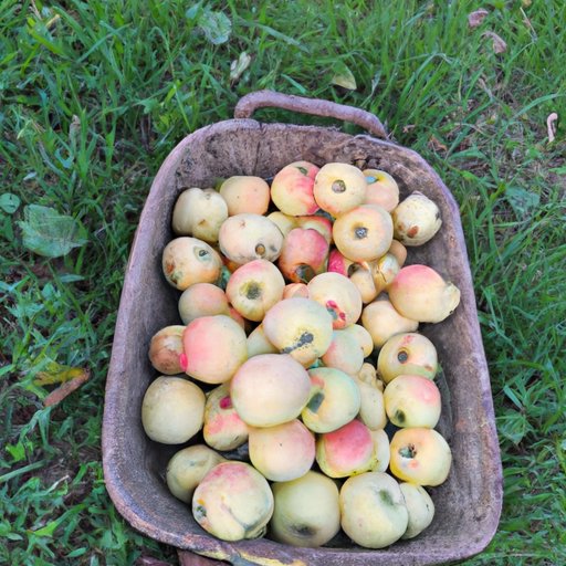 The Best Apple Variety for Making Applesauce
