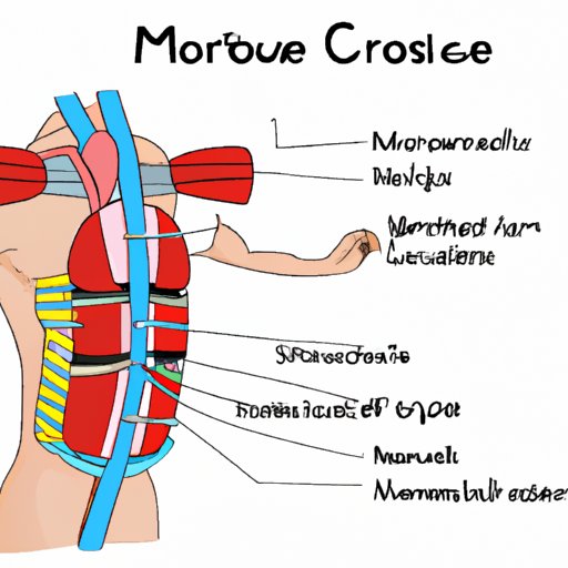 Explain Anatomy and Physiology of Core Muscles