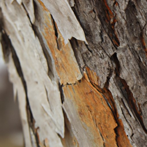 Weathering: What it is and How it Affects Our Environment