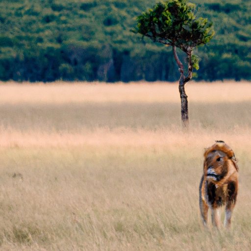 Going on a Photographic Safari: An Introduction to Wildlife Photography