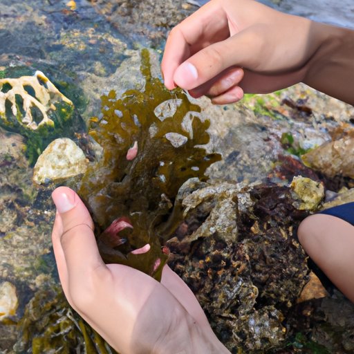 Exploring the Mineral Content of Sea Moss