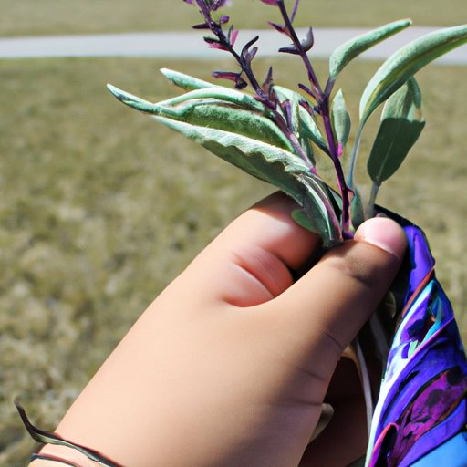 Understanding the Importance of Sage and Why it Should Not be Considered Cultural Appropriation
