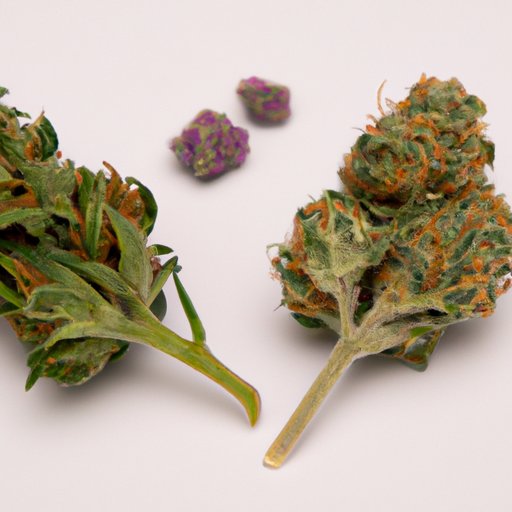 Comparing Sativa and Indica Strains for Tripping Out