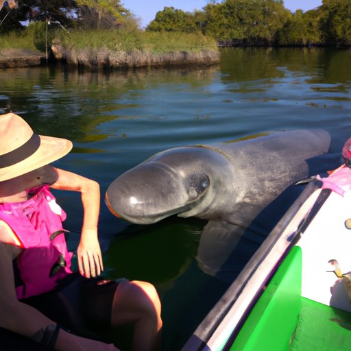 How to Avoid Accidentally Harassing Manatees While Boating