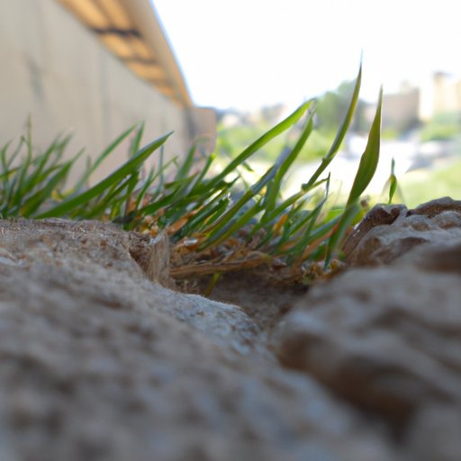 When Was Grass Invented? Exploring the Ancient Origins of a Landscape