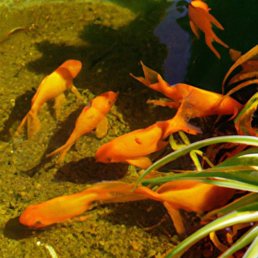The Ancient Beginnings of Goldfish: A Look Back in Time
