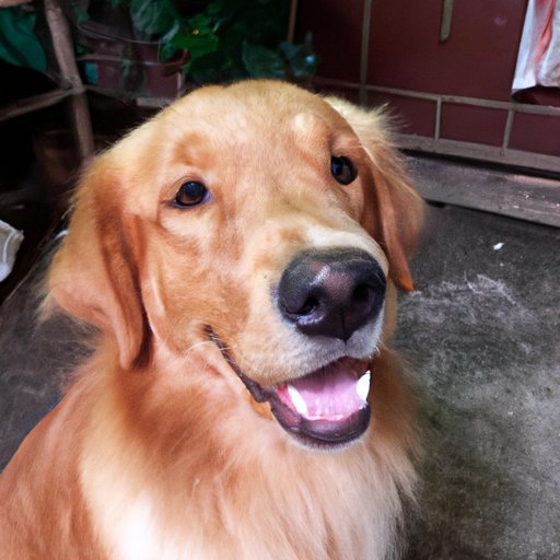 Where to Find Dog with Channing Tatum for Free