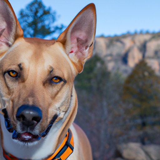 A Roundup of Free Dog Movies You Can Watch Online